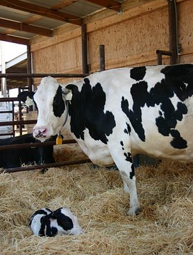 img2966347e134714bf3f